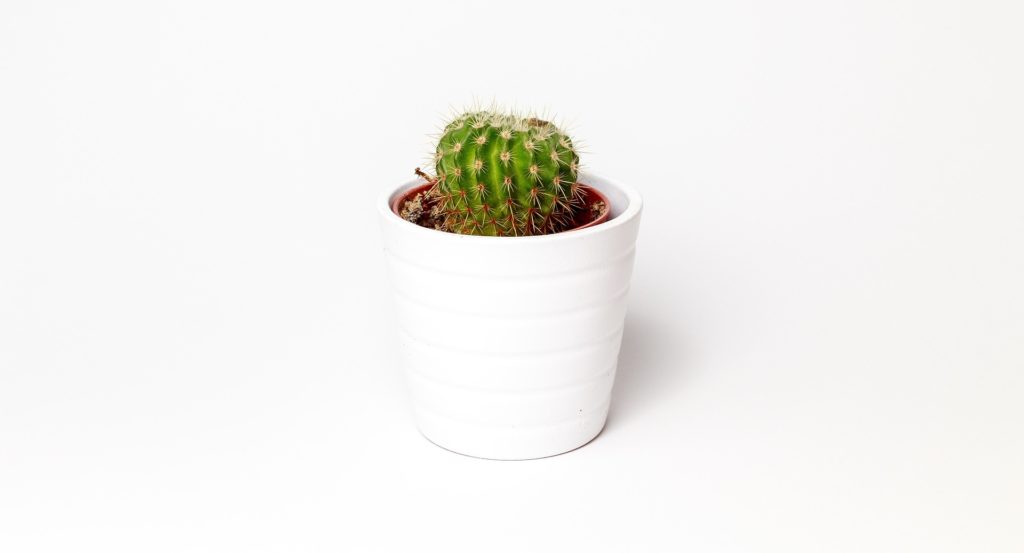 Deine Minimalismuschallenge im Februar cactus 3952042 1920 1024x553 - Deine Minimalismuschallenge im Februar